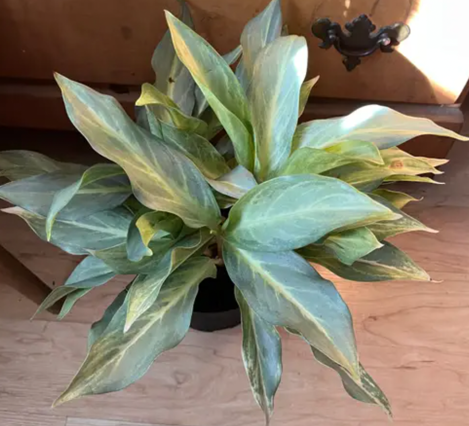 Aglaonema Phuket