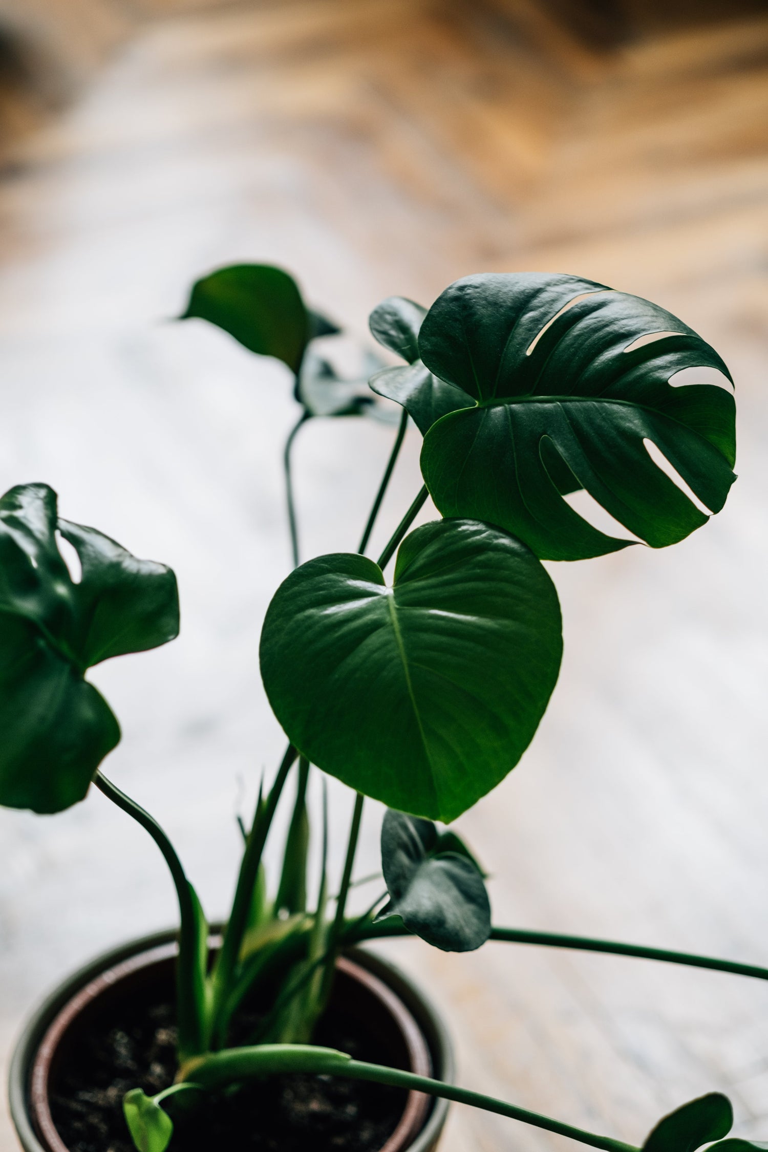 Plants