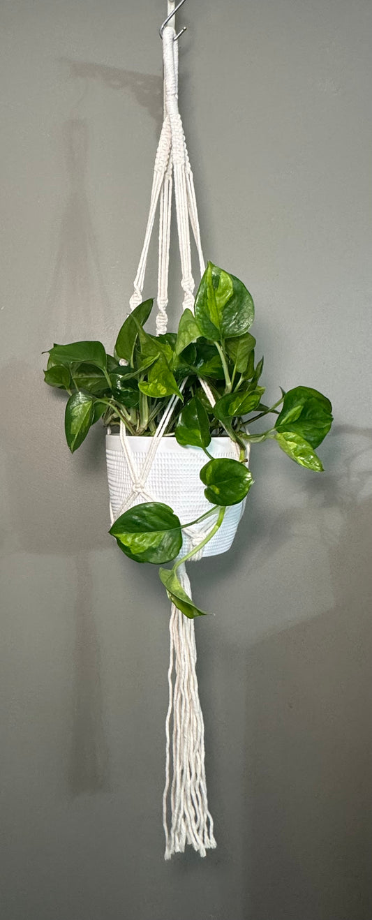 Macrame Plant Hanger "Suzy"