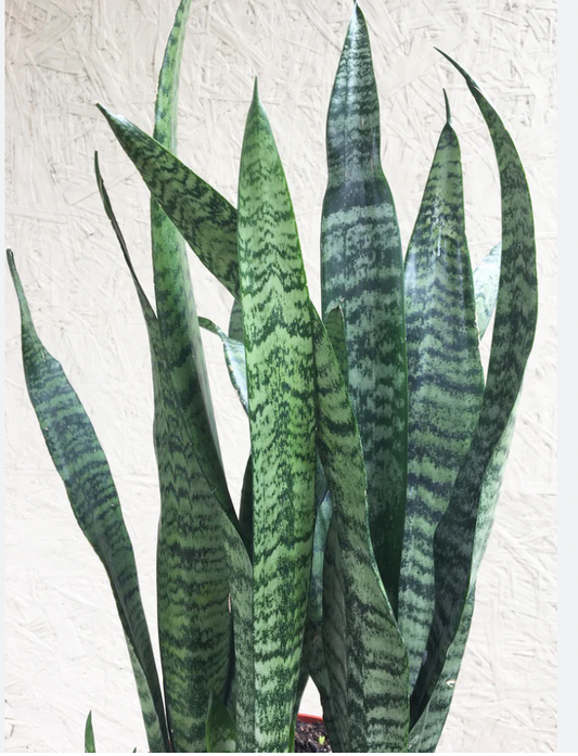 Snake Plant Sanservia Zeylanica