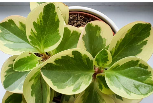Peperomia obtusifolia