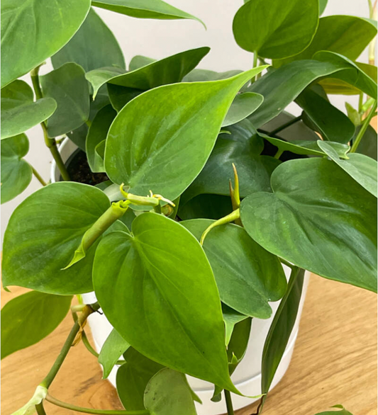 Heartleaf Philodendron