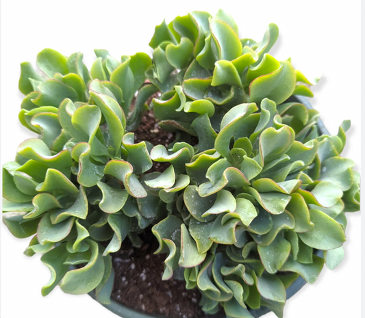 Ripple Jade