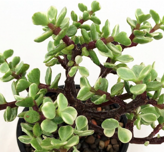 Variegated Small Leaf Jade