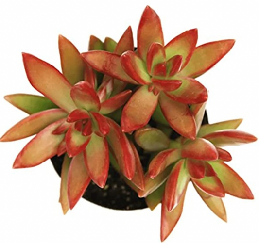 "Sunstorm" Sedum aldolphi