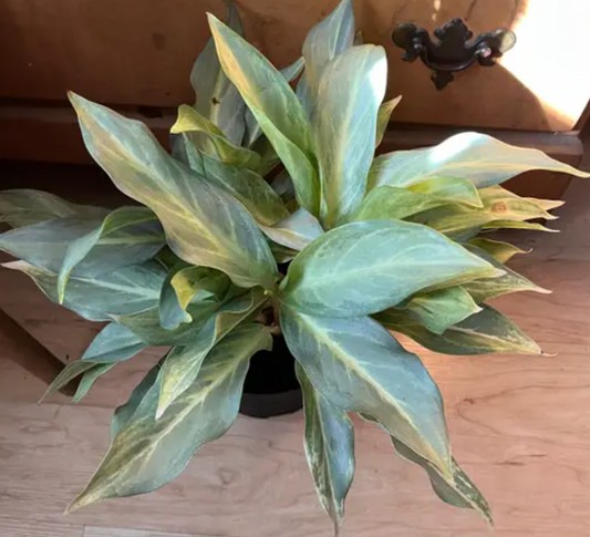 Aglaonema Phuket