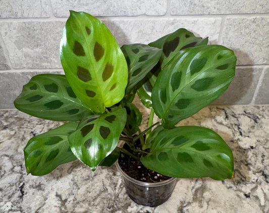 Maranta leuconeura (Prayer Plant) 3.5” potted tropical plant